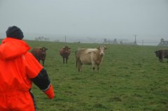 Orkady i krowy i deszcz : )